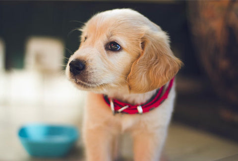 marvel dog names, dog names marvel, male marvel dog names, female marvel dog names, marvel names for big dogs, superhero names for dogs, marvel puppy names