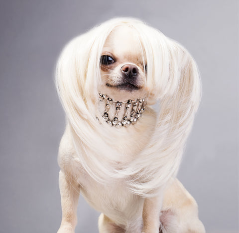 dog hairstyles