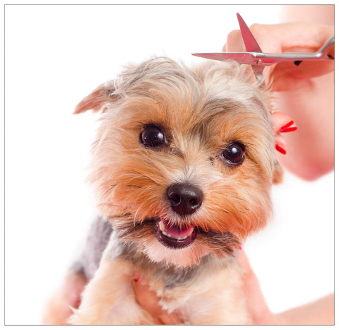 puppy cut haircut, dog hairstyles