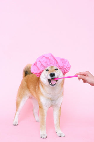 Dog Dental Care