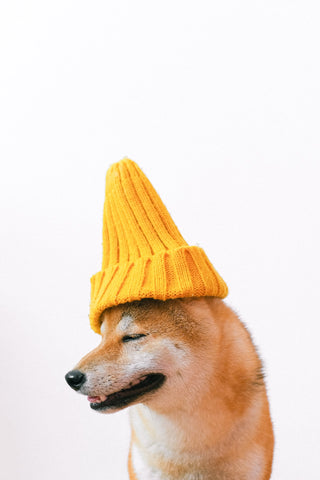 dog's teeth