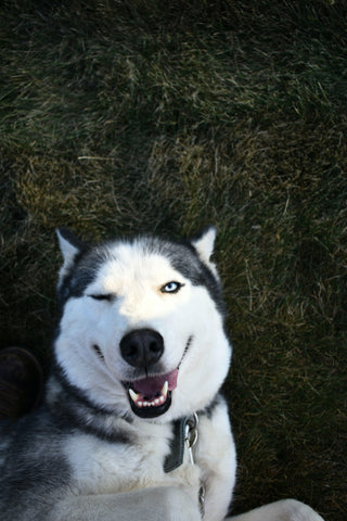 Pet's Teeth