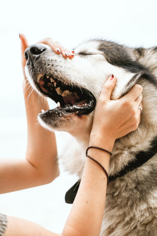 Dog's Mouth
