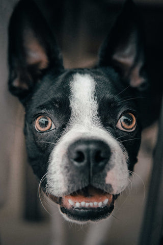 Pet Dental Care