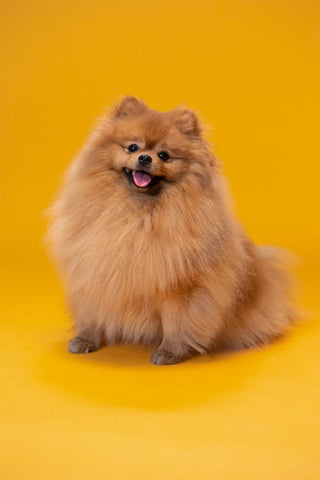 lion cut, pomeranian dog lion cut