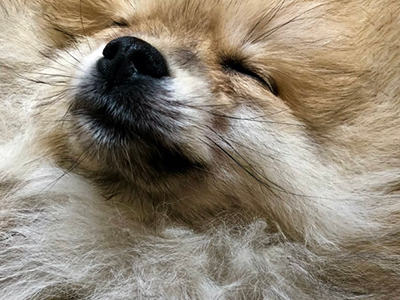 pomeranian, dog brushing, how to brush the dog