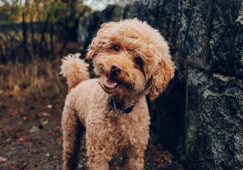 doodle, hypoallergenic dogs