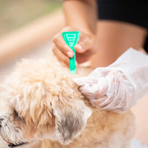 prevent ticks & fleas in dogs