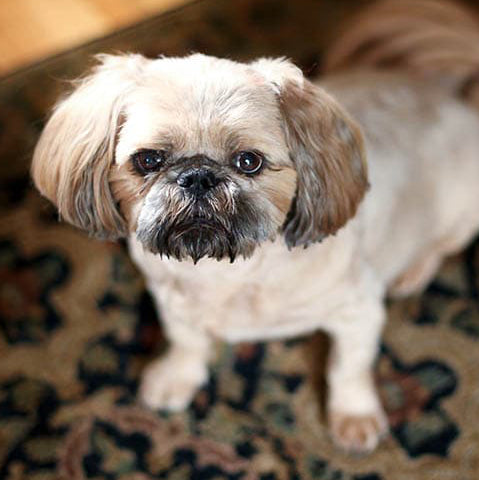 pugapoo, pug and poodle mix
