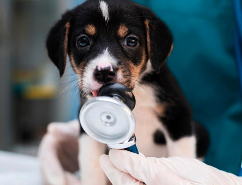 puppy at vets, dog in hospital for checkup