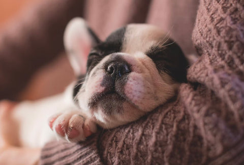 puppy names, best puppy names, how to choose perfect puppy name, puppy naming guide