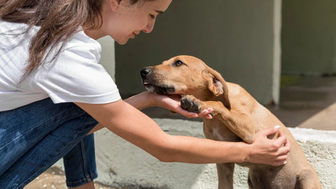 girl rescuing a dog
