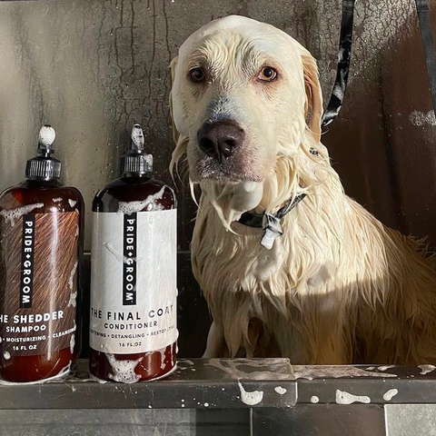 what to look for in dog conditioner, best dog conditioner ingredients, rescue labrador, labrador having a bath