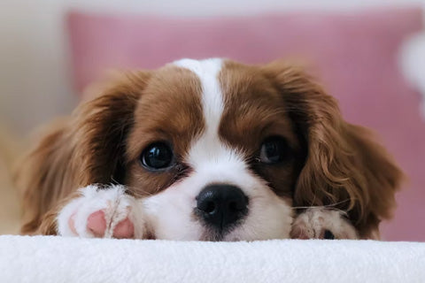 long coated brown and white puppy 