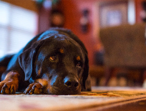 sad dog, dog in pain, black dog sad