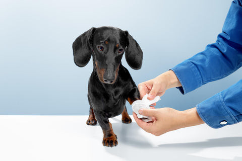 dog bandage