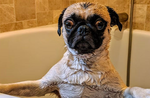 scared dog in the bath tub, dish soap for dog wash, dawn dish soap for dog fleas, Dish Soap guide for dog wash, Pride and Groom