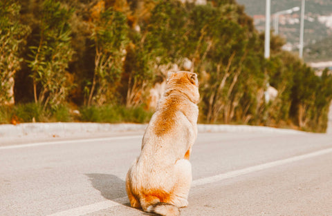 scooting dog