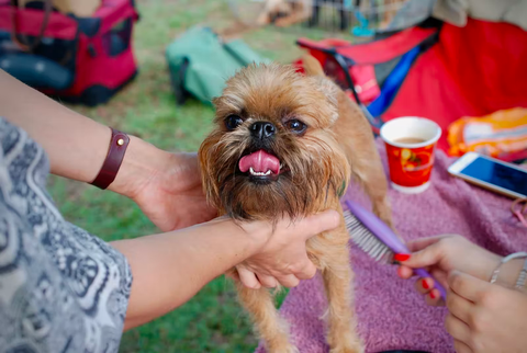 pet parents brushing on dog's coat