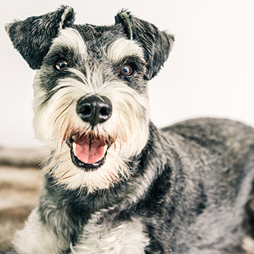 MINI SCHNAUZER health concerns, MINI SCHNAUZER bladder stone, MINI SCHNAUZER urinary stones, MINI SCHNAUZER bladder infection, MINI SCHNAUZER lifespan