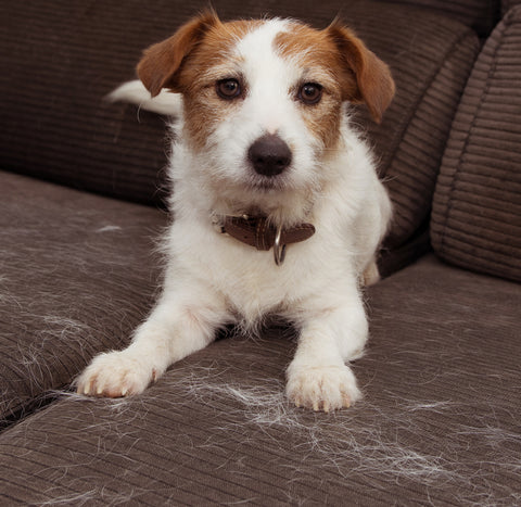 dog shedding on furniture