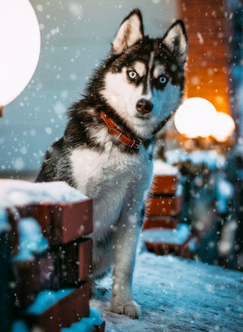 siberian husky, hard to train dogs