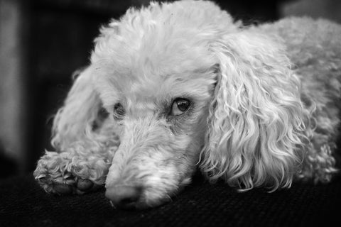 White dog with curly coat