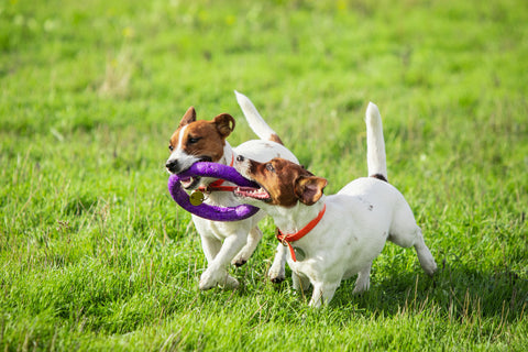 two aggressive dogs