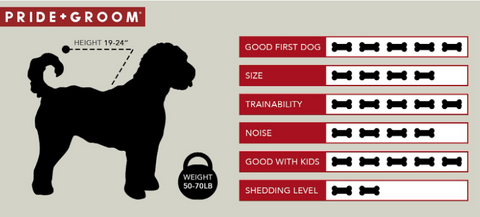 springerdoodle characteristics