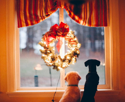 god in guest house, christmas dogs