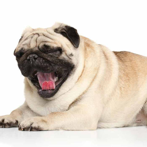 Dog Yawn