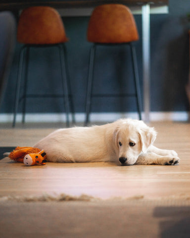 dog with CCD losing interest in playing