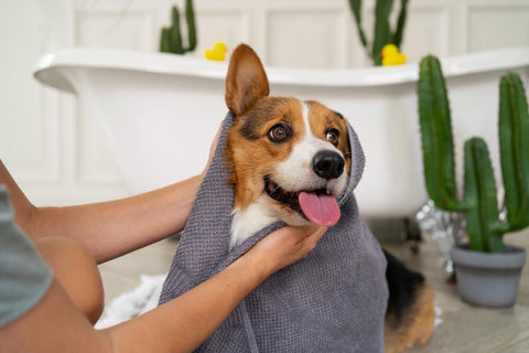 dog towel