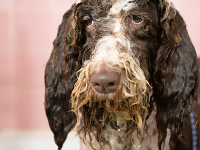 sad dog, wet dog, dog bath, how to bath dog, dog grooming tips