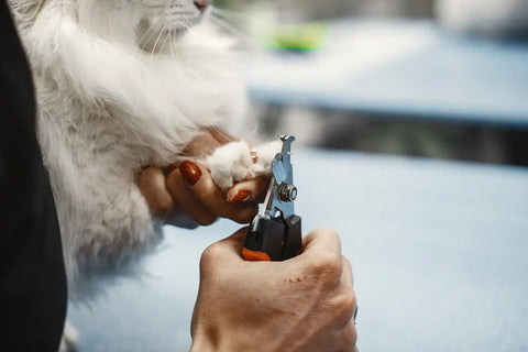 dog tweezers