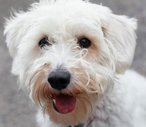 white dog with stains around eyes & mouth, how to clean brown stains from dog