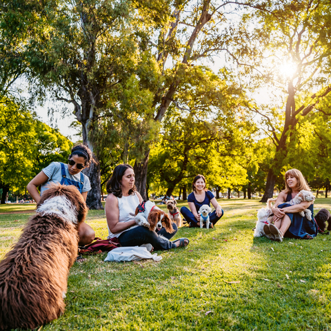 The Difference Between Dog Daycare and Dog Parks
