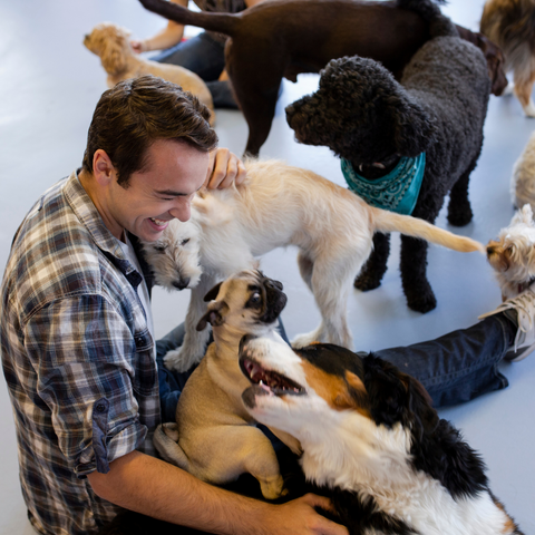 What To Look For in a Reputable Doggy Day Care?